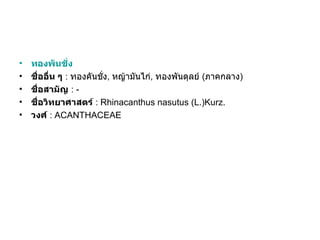 •   ทองพันชั่ง
•   ชื่ออื่น ๆ : ทองคันชั่ง, หญ้ามันไก่, ทองพันดุลย์ (ภาคกลาง)
•   ชื่อสามัญ : -
•   ชื่อวิทยาศาสตร์ : Rhinacanthus nasutus (L.)Kurz.
•   วงศ์ : ACANTHACEAE
 