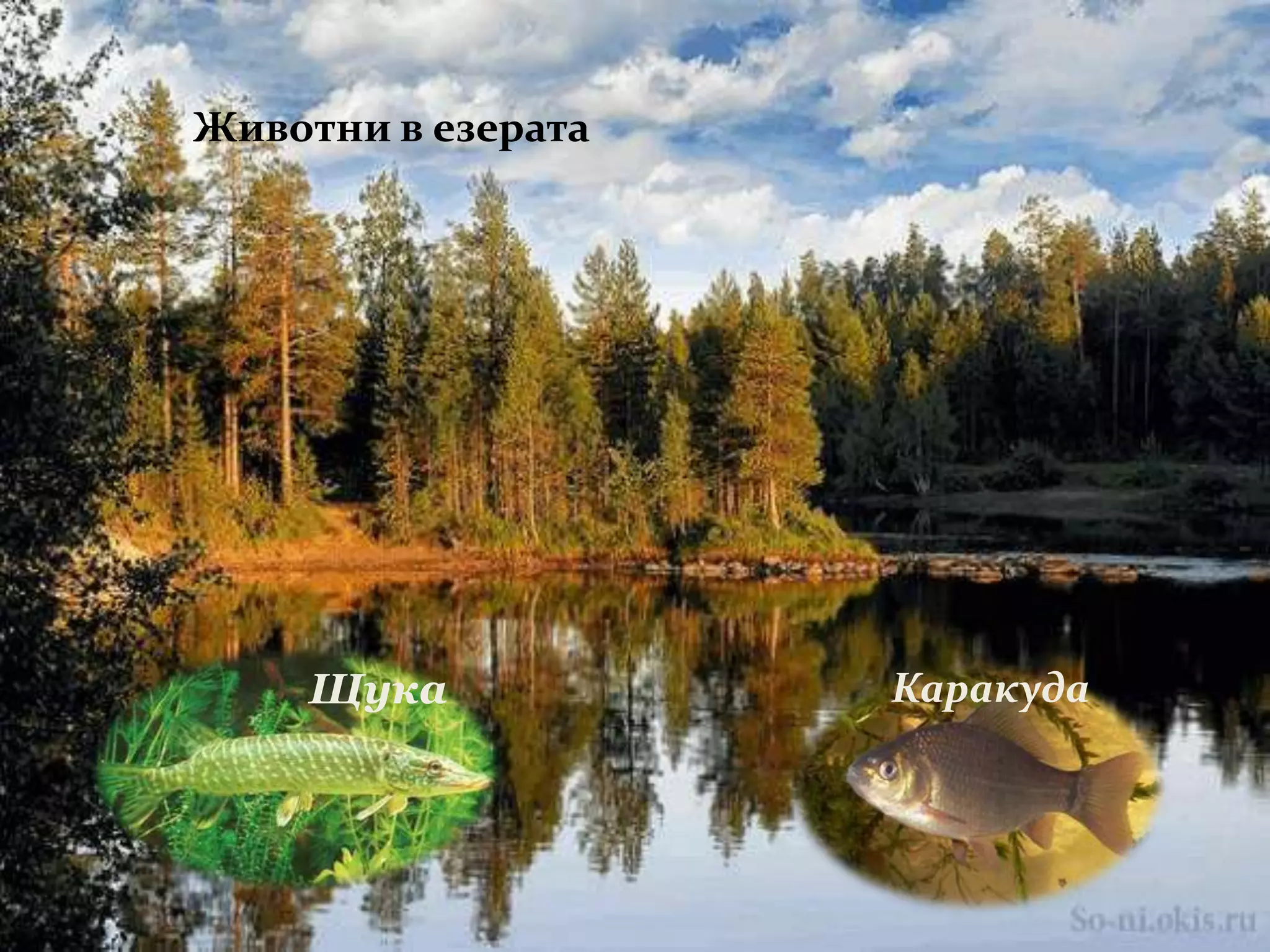 животински свят | PPT