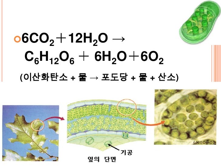 광합성
