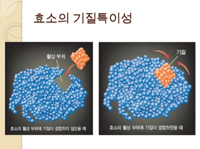 물질대사와 효소 | PPTX