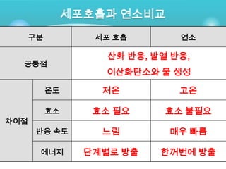 구분         세포 호흡        연소

                   산화 반응, 발열 반응,
  공통점
                  이산화탄소와 물 생성

           온도     저온          고온

           효소    효소 필요      효소 불필요
차이점
       반응 속도      느림        매우 빠름

       에너지      단계별로 방출    한꺼번에 방출
 