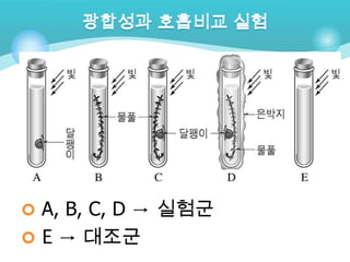  A, B, C, D → 실험군
 E → 대조군
 