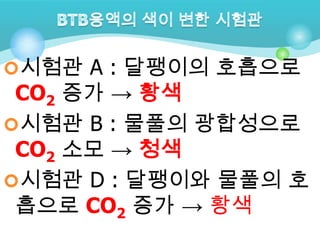 시험관 A : 달팽이의 호흡으로
 CO2 증가 → 황색
시험관 B : 물풀의 광합성으로
 CO2 소모 → 청색
시험관 D : 달팽이와 물풀의 호
 흡으로 CO2 증가 → 황색
 