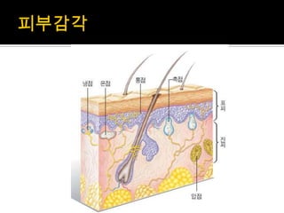 감각기관(후각, 미각, 촉각) | PPTX