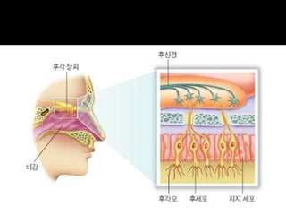 감각기관(후각, 미각, 촉각) | PPTX