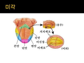 감각기관(후각, 미각, 촉각) | PPTX