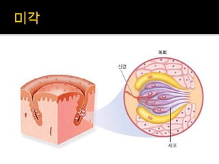 감각기관(후각, 미각, 촉각) | PPTX