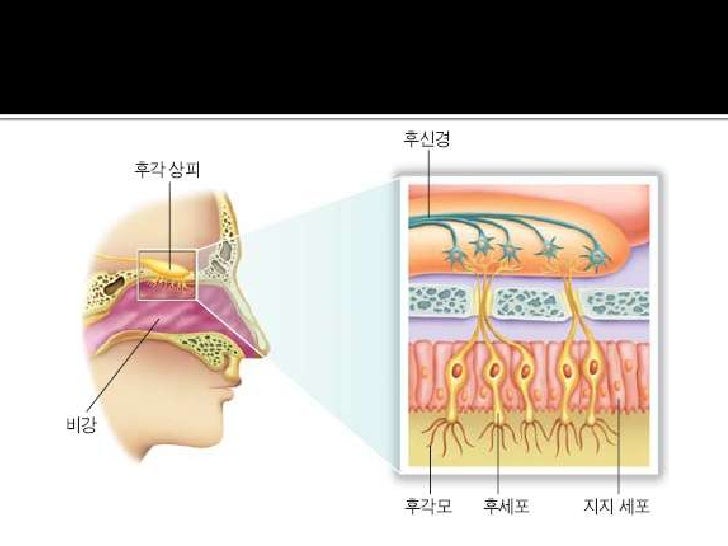 감각기관(후각, 미각, 촉각)