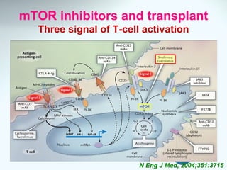mTOR inhibitor in cancer | PPT