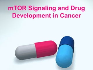mTOR Signaling and Drug
 Development in Cancer
 