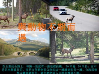 與動物不期而
     遇

在主要的公路上，每隔一段就有一座這樣的橋， 50 米寬 70 米長；它不
是供車輛通行的，而是方便動物從公路的這一邊遷徙到另一邊。公路兩側
     都以鐵絲網封住，避免動物誤入公路而遭遇不測。
 