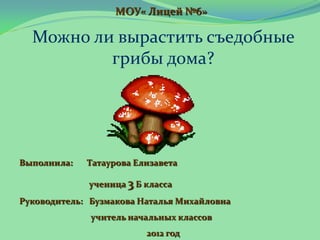 Презентация Про Вешенку Для Лизы | PPT