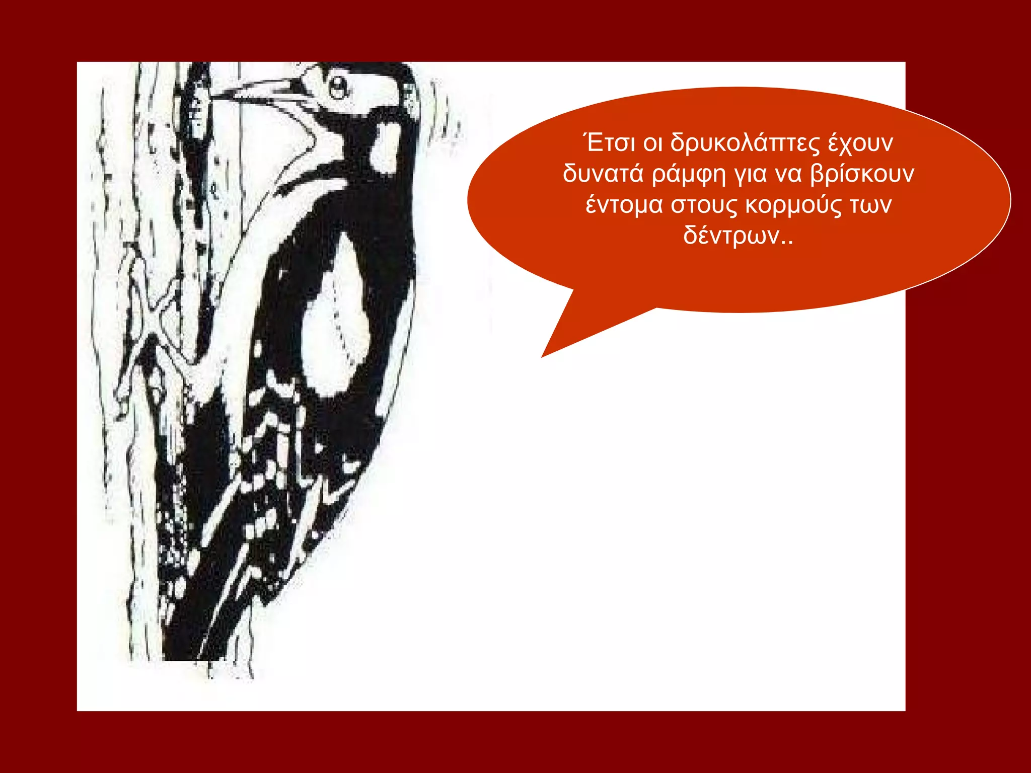 Έτσι οι δρυκολάπτες έχουν
δυνατά ράμφη για να βρίσκουν
  έντομα στους κορμούς των
          δέντρων..
 