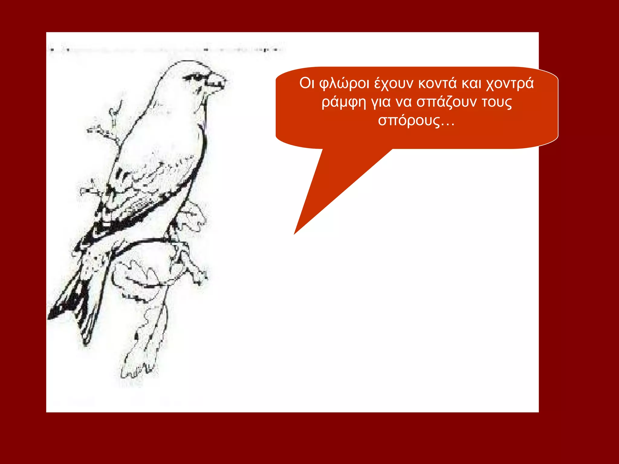 Οι φλώροι έχουν κοντά και χοντρά
   ράμφη για να σπάζουν τους
           σπόρους…
 