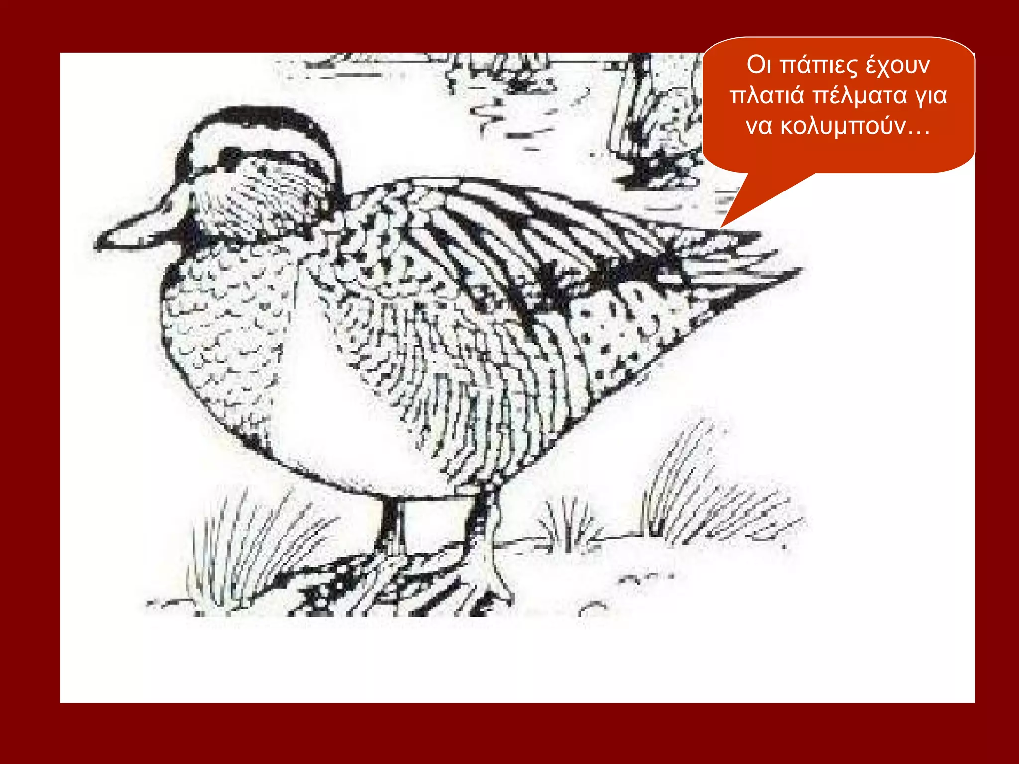Οι πάπιες έχουν
πλατιά πέλματα για
 να κολυμπούν…
 