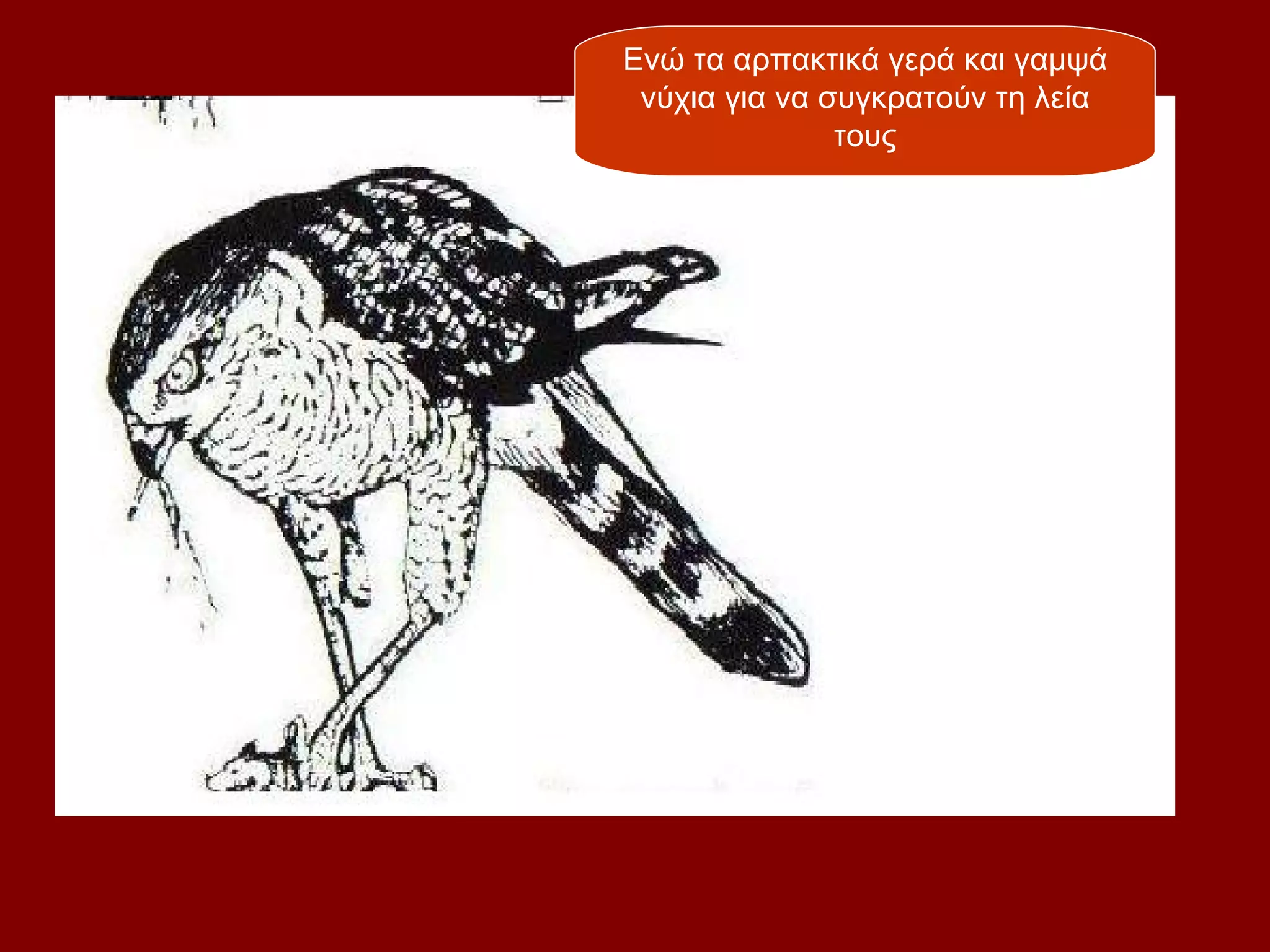 Ενώ τα αρπακτικά γερά και γαμψά
 νύχια για να συγκρατούν τη λεία
               τους
 