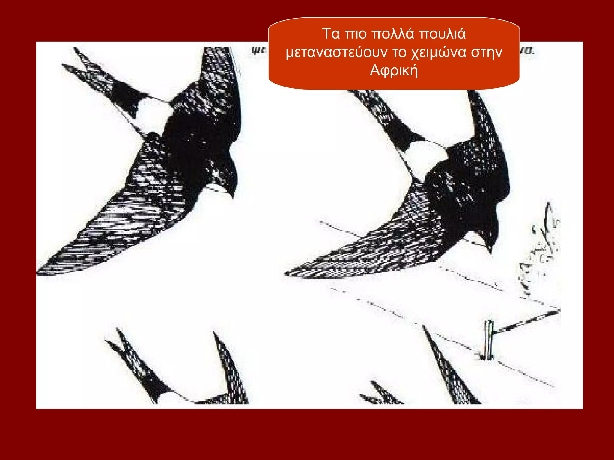 Τα πιο πολλά πουλιά
μεταναστεύουν το χειμώνα στην
            Αφρική
 
