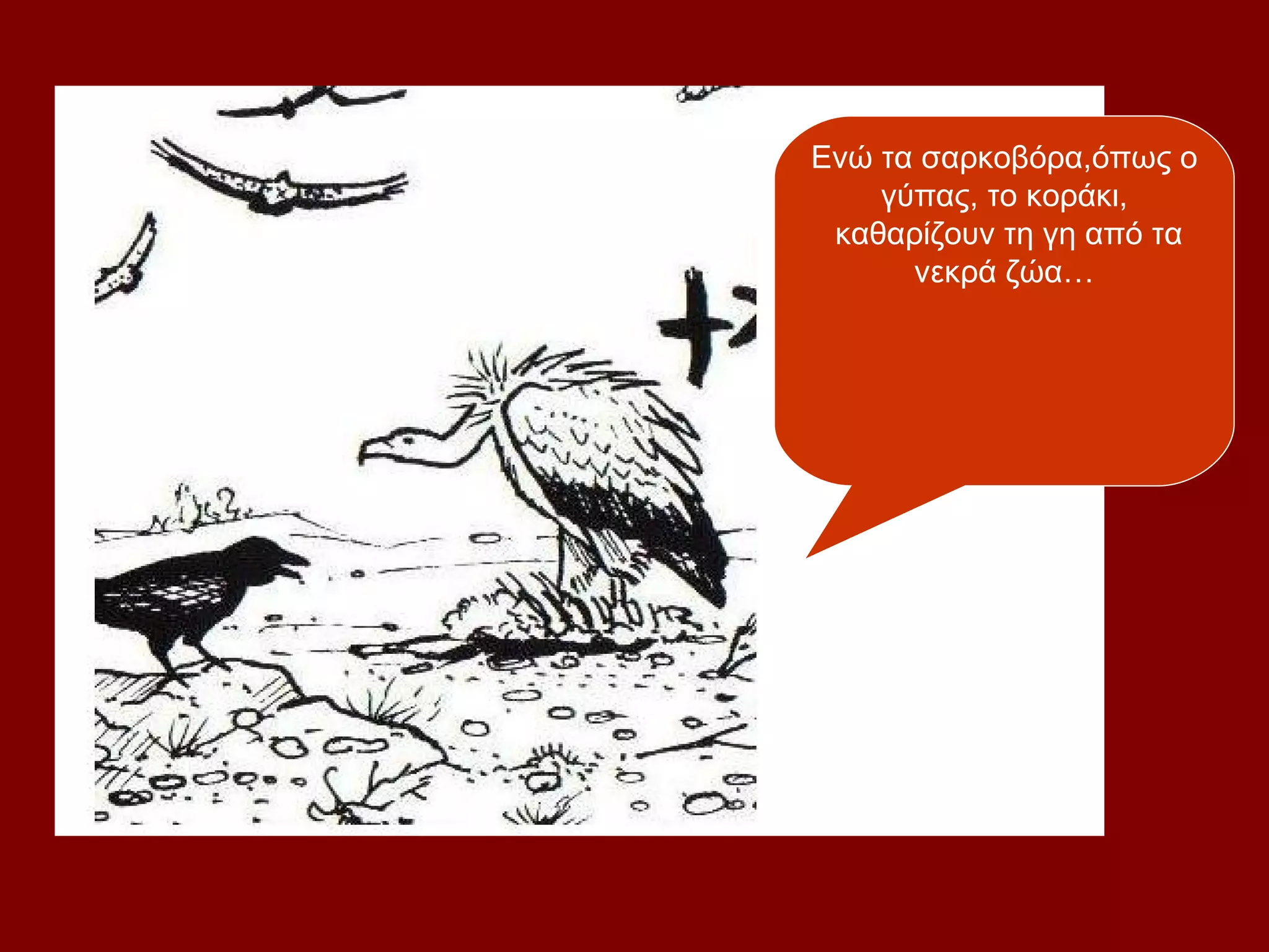 Ενώ τα σαρκοβόρα,όπως ο
    γύπας, το κοράκι,
 καθαρίζουν τη γη από τα
      νεκρά ζώα…
 