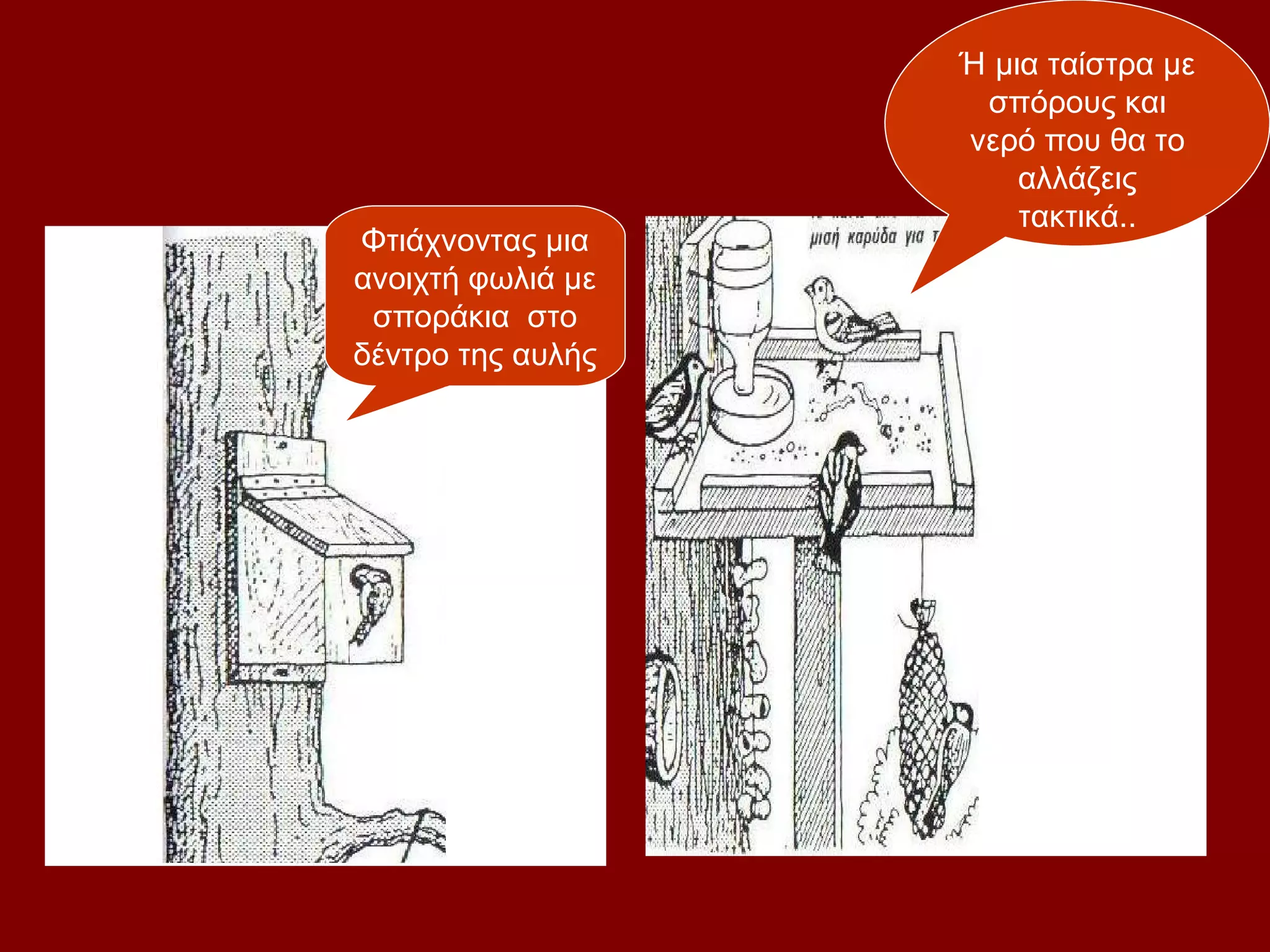 Ή μια ταίστρα με
                    σπόρους και
                   νερό που θα το
                       αλλάζεις
                       τακτικά..
Φτιάχνοντας μια
ανοιχτή φωλιά με
 σποράκια στο
δέντρο της αυλής
      σου..
 