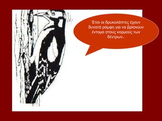 Έτσι οι δρυκολάπτες έχουν
δυνατά ράμφη για να βρίσκουν
  έντομα στους κορμούς των
          δέντρων..
 