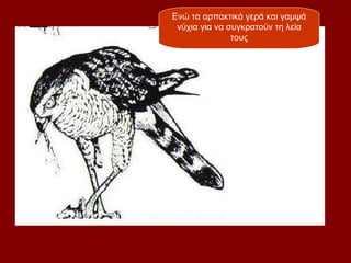 Ενώ τα αρπακτικά γερά και γαμψά
 νύχια για να συγκρατούν τη λεία
               τους
 