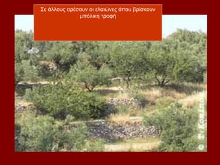 Σε άλλους αρέσουν οι ελαιώνες όπου βρίσκουν
              μπόλικη τροφή
 