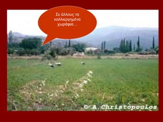 Σε άλλους τα
καλλιεργημένα
  χωράφια…
 