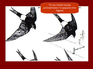 Τα πιο πολλά πουλιά
μεταναστεύουν το χειμώνα στην
            Αφρική
 