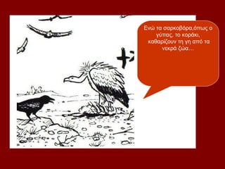 Ενώ τα σαρκοβόρα,όπως ο
    γύπας, το κοράκι,
 καθαρίζουν τη γη από τα
      νεκρά ζώα…
 