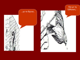 Και με τις
                  ξόβεργες…
…με τα δίχτυα..
 