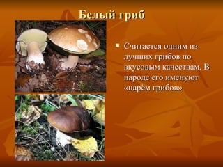 Белый гриб

        Считается одним из
         лучших грибов по
         вкусовым качествам. В
         народе его именуют
         «царём грибов»
 