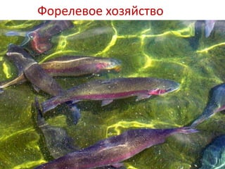 Форелевое хозяйство
 