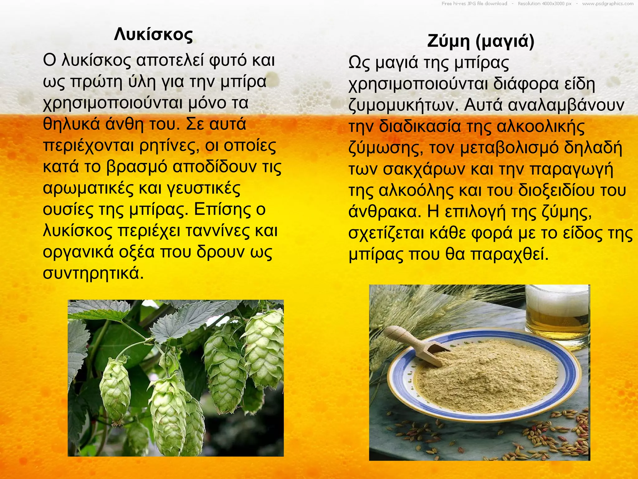 Λυκίσκος                           Ζύμη (μαγιά)
Ο λυκίσκος αποτελεί φυτό και     Ως μαγιά της μπίρας
ως πρώτη ύλη για την μπίρα       χρησιμοποιούνται διάφορα είδη
χρησιμοποιούνται μόνο τα         ζυμομυκήτων. Αυτά αναλαμβάνουν
θηλυκά άνθη του. Σε αυτά         την διαδικασία της αλκοολικής
περιέχονται ρητίνες, οι οποίες   ζύμωσης, τον μεταβολισμό δηλαδή
κατά το βρασμό αποδίδουν τις     των σακχάρων και την παραγωγή
αρωματικές και γευστικές         της αλκοόλης και του διοξειδίου του
ουσίες της μπίρας. Επίσης ο      άνθρακα. Η επιλογή της ζύμης,
λυκίσκος περιέχει ταννίνες και   σχετίζεται κάθε φορά με το είδος της
οργανικά οξέα που δρουν ως       μπίρας που θα παραχθεί.
συντηρητικά.
 