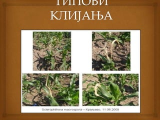 Клијање семена | PPT