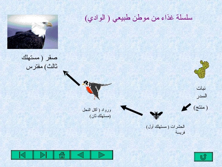 السلاسل الغذائية