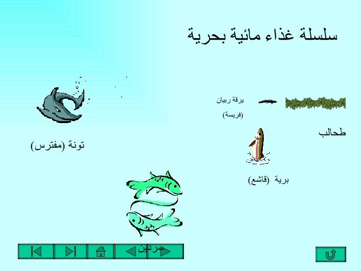 السلاسل الغذائية
