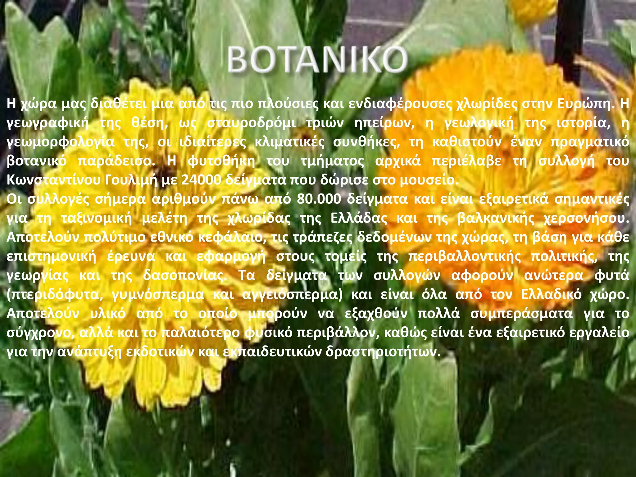 Θ χϊρα μασ διακζτει μια από τισ πιο πλοφςιεσ και ενδιαφζρουςεσ χλωρίδεσ ςτθν Ευρϊπθ. Θ
γεωγραφικι τθσ κζςθ, ωσ ςταυροδρόμι τριϊν θπείρων, θ γεωλογικι τθσ ιςτορία, θ
γεωμορφολογία τθσ, οι ιδιαίτερεσ κλιματικζσ ςυνκικεσ, τθ κακιςτοφν ζναν πραγματικό
βοτανικό παράδειςο. Θ φυτοκικθ του τμιματοσ αρχικά περιζλαβε τθ ςυλλογι του
Κωνςταντίνου Γουλιμι με 24000 δείγματα που δϊριςε ςτο μουςείο.
Οι ςυλλογζσ ςιμερα αρικμοφν πάνω από 80.000 δείγματα και είναι εξαιρετικά ςθμαντικζσ
για τθ ταξινομικι μελζτθ τθσ χλωρίδασ τθσ Ελλάδασ και τθσ βαλκανικισ χερςονιςου.
Αποτελοφν πολφτιμο εκνικό κεφάλαιο, τισ τράπεηεσ δεδομζνων τθσ χϊρασ, τθ βάςθ για κάκε
επιςτθμονικι ζρευνα και εφαρμογι ςτουσ τομείσ τθσ περιβαλλοντικισ πολιτικισ, τθσ
γεωργίασ και τθσ δαςοπονίασ. Σα δείγματα των ςυλλογϊν αφοροφν ανϊτερα φυτά
(πτεριδόφυτα, γυμνόςπερμα και αγγειόςπερμα) και είναι όλα από τον Ελλαδικό χϊρο.
Αποτελοφν υλικό από το οποίο μποροφν να εξαχκοφν πολλά ςυμπεράςματα για το
ςφγχρονο, αλλά και το παλαιότερο φυςικό περιβάλλον, κακϊσ είναι ζνα εξαιρετικό εργαλείο
για τθν ανάπτυξθ εκδοτικϊν και εκπαιδευτικϊν δραςτθριοτιτων.
 