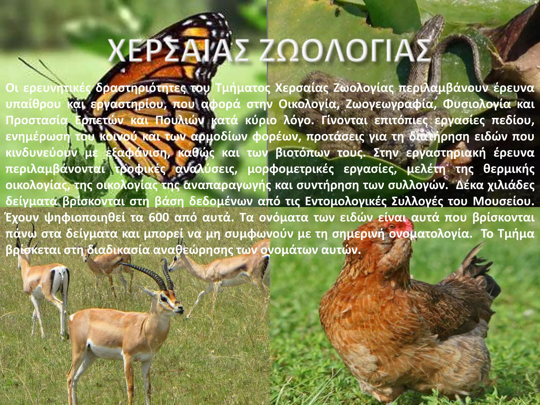 Οι ερευνθτικζσ δραςτθριότθτεσ του Σμιματοσ Χερςαίασ Ηωολογίασ περιλαμβάνουν ζρευνα
υπαίκρου και εργαςτθρίου, που αφορά ςτθν Οικολογία, Ηωογεωγραφία, Φυςιολογία και
Προςταςία Ερπετϊν και Πουλιϊν κατά κφριο λόγο. Γίνονται επιτόπιεσ εργαςίεσ πεδίου,
ενθμζρωςθ του κοινοφ και των αρμοδίων φορζων, προτάςεισ για τθ διατιρθςθ ειδϊν που
κινδυνεφουν με εξαφάνιςθ, κακϊσ και των βιοτόπων τουσ. ΢τθν εργαςτθριακι ζρευνα
περιλαμβάνονται τροφικζσ αναλφςεισ, μορφομετρικζσ εργαςίεσ, μελζτθ τθσ κερμικισ
οικολογίασ, τθσ οικολογίασ τθσ αναπαραγωγισ και ςυντιρθςθ των ςυλλογϊν. Δζκα χιλιάδεσ
δείγματα βρίςκονται ςτθ βάςθ δεδομζνων από τισ Εντομολογικζσ ΢υλλογζσ του Μουςείου.
Ζχουν ψθφιοποιθκεί τα 600 από αυτά. Σα ονόματα των ειδϊν είναι αυτά που βρίςκονται
πάνω ςτα δείγματα και μπορεί να μθ ςυμφωνοφν με τθ ςθμερινι ονοματολογία. Σο Σμιμα
βρίςκεται ςτθ διαδικαςία ανακεϊρθςθσ των ονομάτων αυτϊν.
 