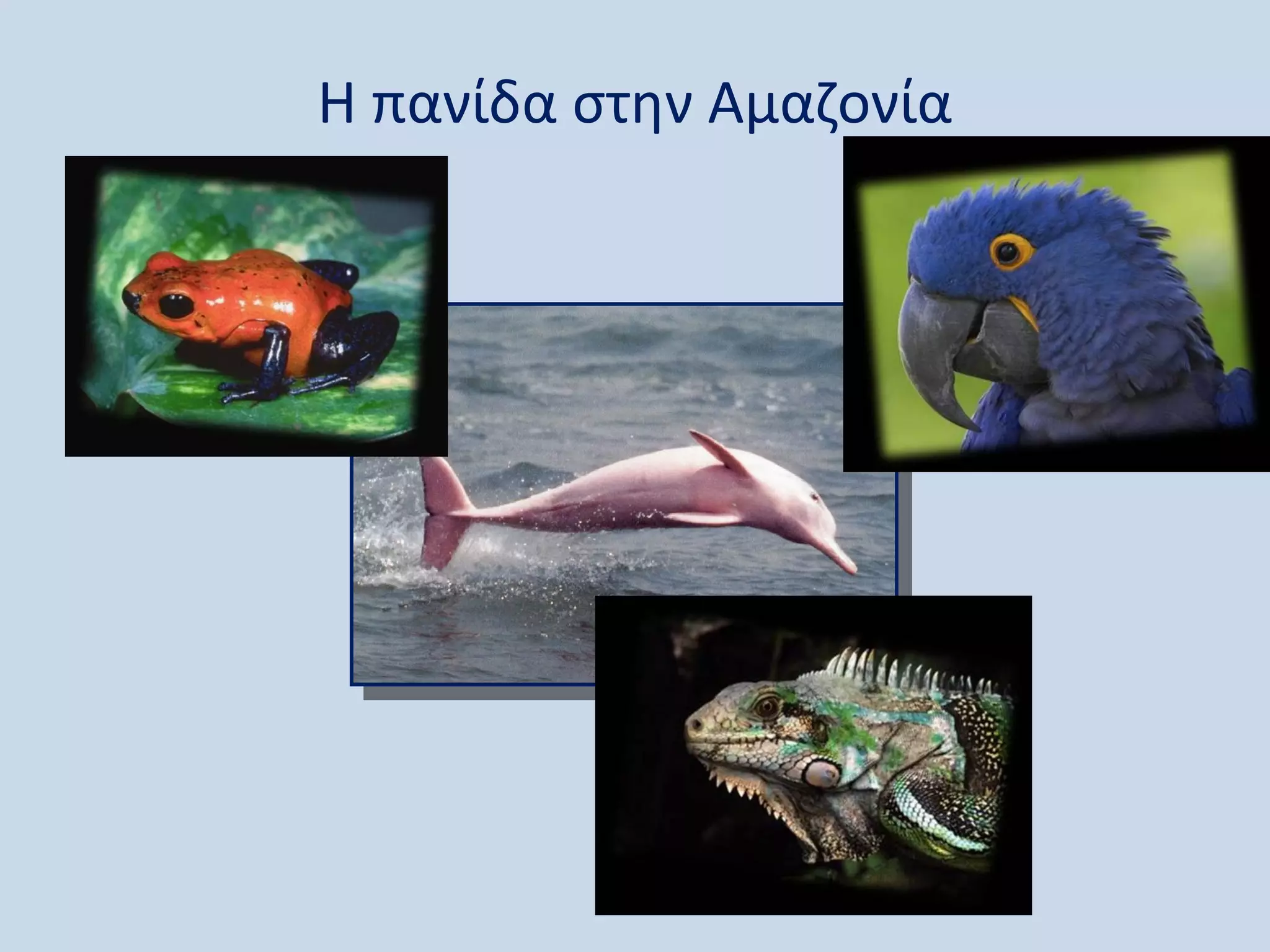 Η πανίδα στην Αμαζονία
 