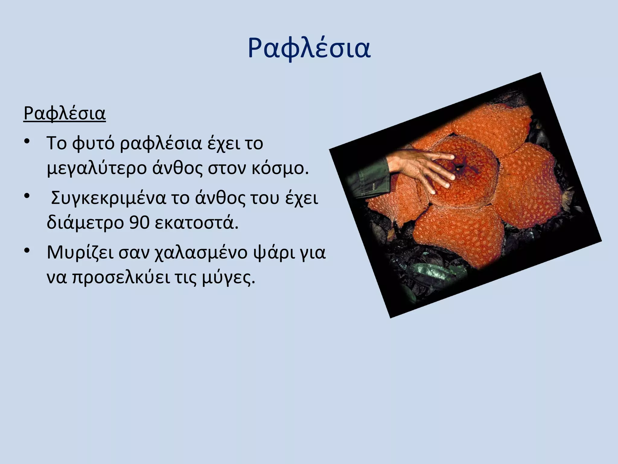 Ραφλέσια

Ραφλέσια
• Το φυτό ραφλέσια έχει το
  μεγαλύτερο άνθος στον κόσμο.
• Συγκεκριμένα το άνθος του έχει
  διάμετρο 90 εκατοστά.
• Μυρίζει σαν χαλασμένο ψάρι για
  να προσελκύει τις μύγες.
 