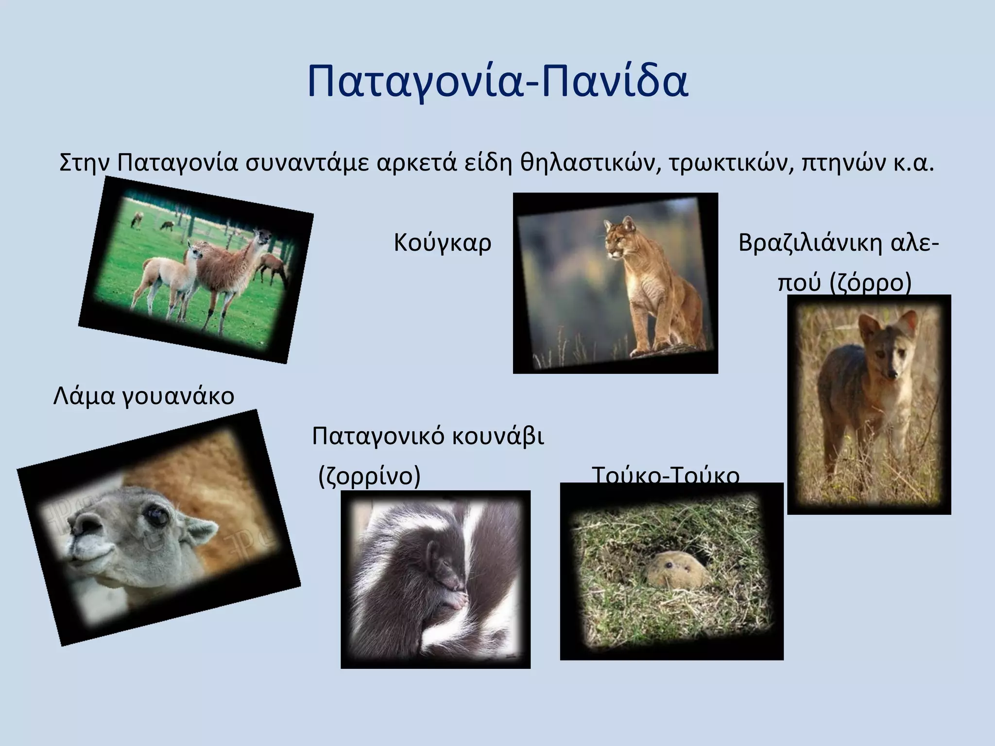 Παταγονία-Πανίδα
Στην Παταγονία συναντάμε αρκετά είδη θηλαστικών, τρωκτικών, πτηνών κ.α.

                           Κούγκαρ                    Βραζιλιάνικη αλε-
                                                         πού (ζόρρο)



Λάμα γουανάκο
                    Παταγονικό κουνάβι
                    (ζορρίνο)              Τούκο-Τούκο
 