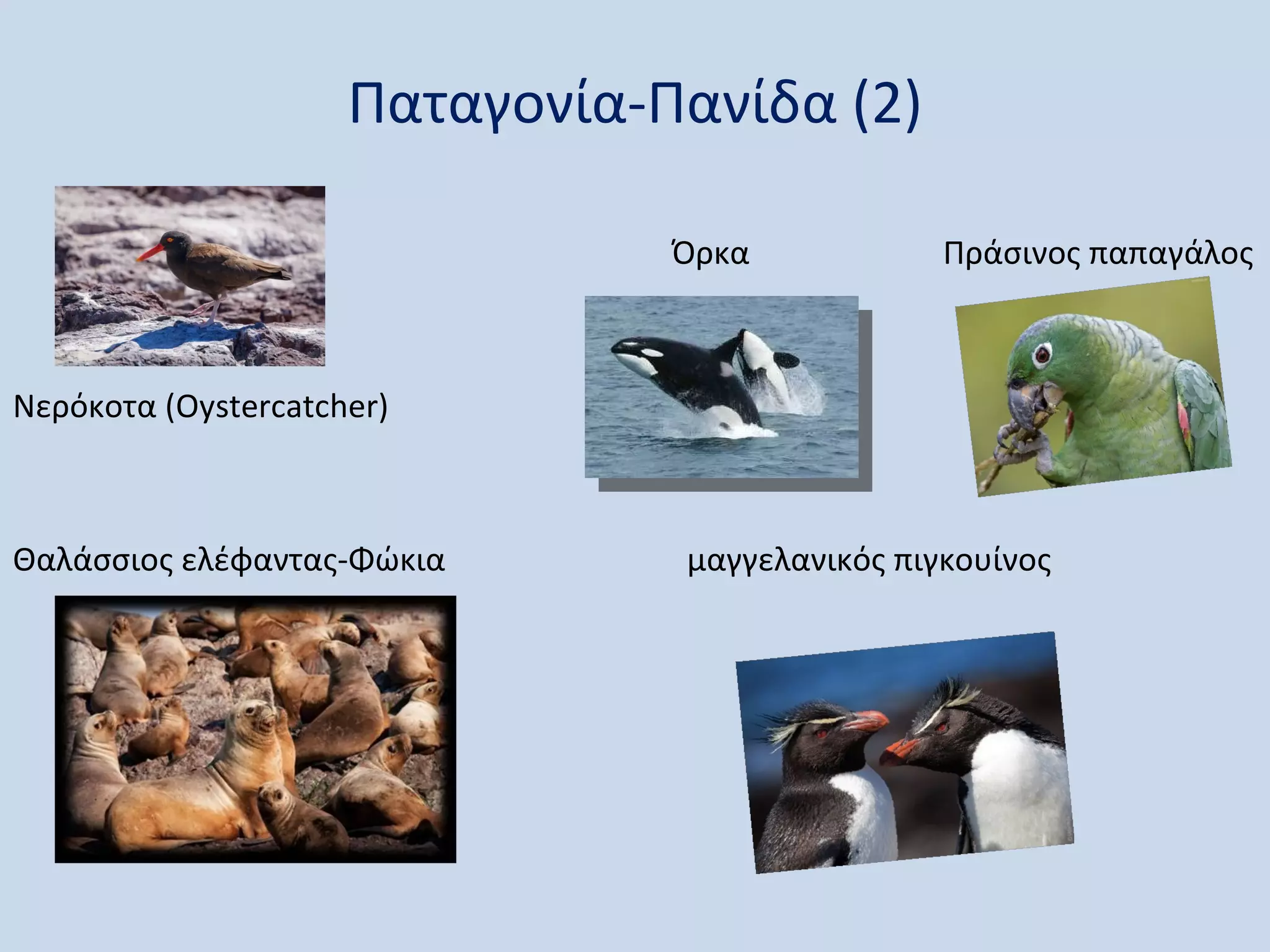Παταγονία-Πανίδα (2)

                                Όρκα            Πράσινος παπαγάλος



Νερόκοτα (Oystercatcher)



Θαλάσσιος ελέφαντας-Φώκια       μαγγελανικός πιγκουίνος
 