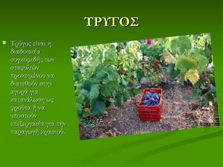 ΤΡΥΓΟΣ
   Τρύγος είναι η
    διαδικασία
    συγκομιδής των
    σταφυλιών
    προκειμένου να
    διατεθούν στην
    αγορά για
    κατανάλωση ως
    φρούτα ή να
    υποστούν
    επεξεργασία για την
    παραγωγή κρασιού.
 