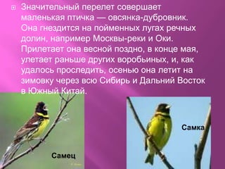    Значительный перелет совершает
    маленькая птичка — овсянка-дубровник.
    Она гнездится на пойменных лугах речных
    долин, например Москвы-реки и Оки.
    Прилетает она весной поздно, в конце мая,
    улетает раньше других воробьиных, и, как
    удалось проследить, осенью она летит на
    зимовку через всю Сибирь и Дальний Восток
    в Южный Китай.



                                       Самка


          Самец
 