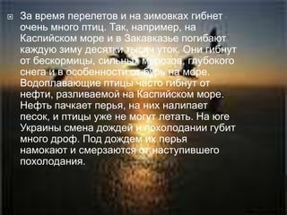    За время перелетов и на зимовках гибнет
    очень много птиц. Так, например, на
    Каспийском море и в Закавказье погибают
    каждую зиму десятки тысяч уток. Они гибнут
    от бескормицы, сильных морозов, глубокого
    снега и в особенности от бурь на море.
    Водоплавающие птицы часто гибнут от
    нефти, разливаемой на Каспийском море.
    Нефть пачкает перья, на них налипает
    песок, и птицы уже не могут летать. На юге
    Украины смена дождей и похолодании губит
    много дроф. Под дождем их перья
    намокают и смерзаются от наступившего
    похолодания.
 