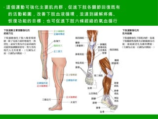 ‧ 這個運動可強化主要肌肉群，促進下肢各關節回復既有
 的活動範圍，改善下肢血液循環，並達到緩解疼痛、
 恢復功能的目標；也可促進下肢六條經絡的氣血循行
 。
 