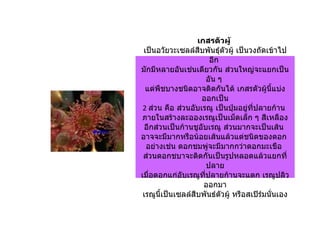 เกสรตัวผู้
 เป็นอวัยวะเซลล์สืบพันธุ์ตวผู้ เป็นวงถัดเข้าไป
                               ั
                         อีก
มักมีหลายอันเช่นเดียวกัน ส่วนใหญ่จะแยกเป็น
                        อัน ๆ
  แต่พืชบางชนิดอาจติดกันได้ เกสรตัวผู้นี้แบ่ง
                    ออกเป็น
 2 ส่วน คือ ส่วนอับเรณู เป็นปุ่มอยู่ที่ปลายก้าน
ภายในสร้างละอองเรณูเป็นเม็ดเล็ก ๆ สีเหลือง
  อีกส่วนเป็นก้านชูอับเรณู ส่วนมากจะเป็นเส้น
อาจจะมีมากหรือน้อยเส้นแล้วแต่ชนิดของดอก
  อย่างเช่น ดอกชมพู่จะมีมากกว่าดอกมะเขือ
 ส่วนดอกชบาจะติดกันเป็นรูปหลอดแล้วแยกที่
                        ปลาย
เมื่อดอกแก่อับเรณูทปลายก้านจะแตก เรณูปลิว
                     ี่
                     ออกมา
 เรณูนี้เป็นเซลล์สืบพันธ์ตวผู้ หรือสเปิร์มนั่นเอง
                             ั
 
