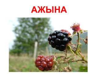ягады | PPT