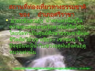 สถานที่ท่องเที่ยวทางธรรมชาติ
       ของ อำาเภอศรีราชา
    นำ้าตกชันตาเถร นำ้าตกแห่งนีอยู่ใน
                                ้
    ความดูแลของเขตรักษาพันธุ์สัตว์ป่า
    โดยจัดทำาเป็นศูนย์ศึกษาธรรมชาติและ
    ชีวิตสัตว์ปาเขาเขียว – เขาชมพู่ ใน
               ่
    ปัจจุบันจะมีนำ้าในช่วงฤดูฝนถึงต้นฤดู
    หนาวเท่านัน  ้
 