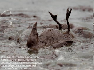 Οι εικόνες των νεκρών πουλιών στον
Κόλπο του Ιράκ ξεσηκώνουν τους
οικολόγους όλου του κόσμου. Αργότερα
αποδείχθηκε ότι ήταν αμερικανική
προπαγάνδα για τον πόλεμο.
 